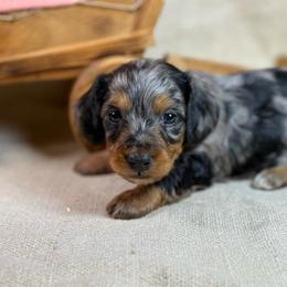Louie- SILKY - Dapple male Dachshund puppy in Nashville, Arkansas from Whisenhunt Farms