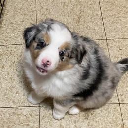 Angelina - Blue merle female Miniature Australian Shepherd puppy in Westwego, Louisiana from Connie's American Eskimo Dogs and Mini Australian Shepherd Dogs