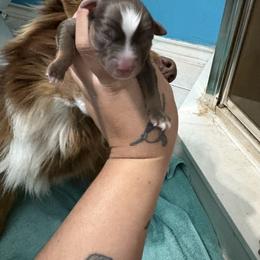 Female 2 - Red tri-color female Australian Shepherd puppy in Lubbock, Texas from REKN’ Kennel Aussies