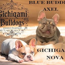 French Bulldog puppies from Gichigami French Bulldogs