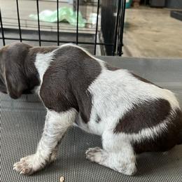 Boy 1 - male German Shorthaired Pointer puppy in Beaverdam, Virginia from Harts Hill Kennel