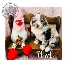 Check - Merle female Bernedoodle puppy in Belleville, Michigan from Moose Tracks Bernedoodles