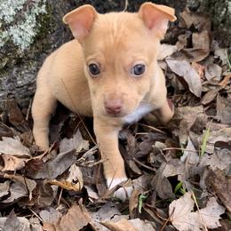 Catahoula Leopard Dog, Cocker Spaniel, Pomeranian, and Teddy Roosevelt Terrier Puppies from Rich Cat’s