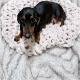 Dachshund All Grown Up from Magnolia Grace Kennels