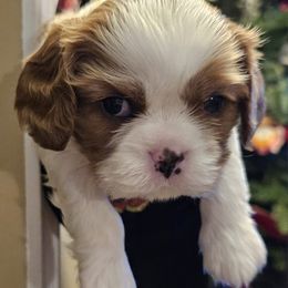 Cavalier King Charles Spaniels from Roselily Cavaliers