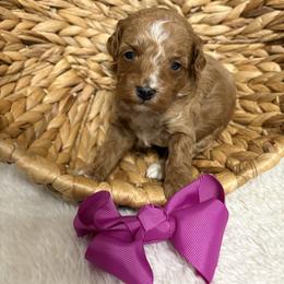Purple collar - Red  female Goldendoodle puppy in Calico Rock, Arkansas from Cottrell’s Poodles & Doodles