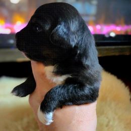 Australian Shepherd Puppies from The Fieldstead's Aussies