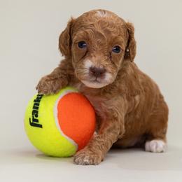 Buttercup - Red  female Poodle puppy in Weston, Florida from Miami Toy Poodles