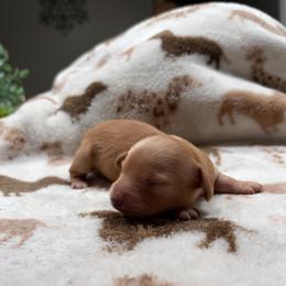 Ron - Red male Dachshund puppy in Miami, Florida from Haus Ernand Dachshunds