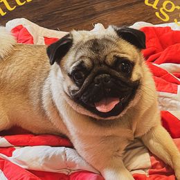 Siggy - Pug