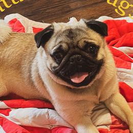 Siggy - Pug