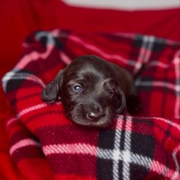 Dasher - Brindle male Dachshund puppy in Kingman, Arizona from Diddle Bros Dachshunds