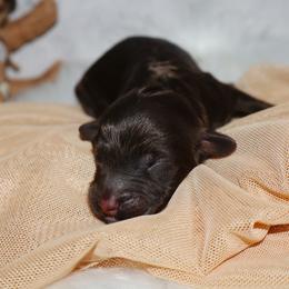 Gobstopper - Phantom male Bernedoodle puppy in Ohio from Moore Doodles