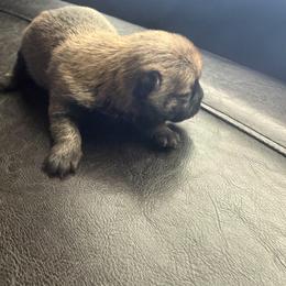 Zeus - Wheaten brindle male Cairn Terrier puppy in Lipan, Texas from Flyin G Cairns