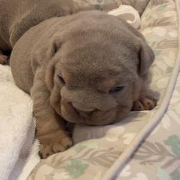 Tucker - Lilac tri-color male Bulldog puppy in South Gate, California from Creations G Bulldogs