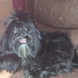 Boy 3 - Black and white male Shih Tzu puppy in Birmingham, Alabama from K&D kennels