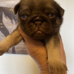 Dubai - Fawn male Pug puppy in Ridgefield, Washington from Cupid’s Pugs