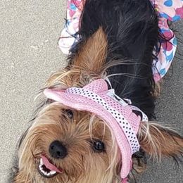 Yorkshire Terriers from Royalty Kennel