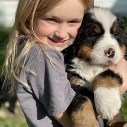 Bernedoodle, Bernese Mountain Dog, and Poodle Puppies from Lost coast doodles