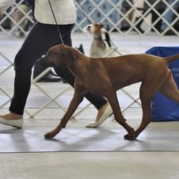 Rhodesian Ridgeback Puppies from Supernova Ridgebacks