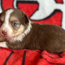 Red - Red tri male Toy Australian Shepherd puppy in Lame Deer, Montana from Bar M Toy Aussies