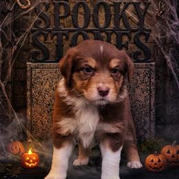 Moon - Red tri-color male Australian Shepherd puppy in Wrightstown, New Jersey from Hartzland Farm Australian Shepherds