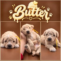 Butter - Apricot male Poodle puppy in Live Oak, Florida from Grams Poodle Babies