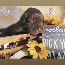Red Female - Chocolate female Labrador Retriever puppy in Carrollton, Virginia from Southern Heritage Retrievers
