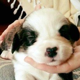 Cardigan Welsh Corgi Puppies from Stornoway Cardigan Welsh Corgis