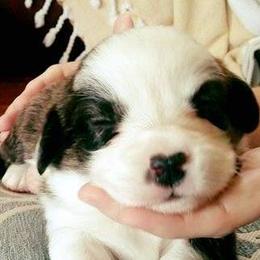 Cardigan Welsh Corgi Puppies from Stornoway Cardigan Welsh Corgis