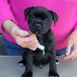 Heath - Brindle and white male Staffordshire Bull Terrier puppy in Olivehurst, California from Sublime Staffords
