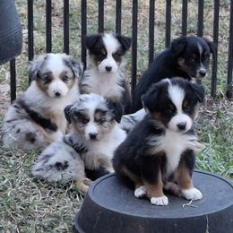 Australian Shepherd puppies from Soundtrack Farms