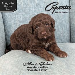 Captain - Denim - Brown and white male Aussiedoodle puppy in Oxford, Alabama from Magnolia Grove Doodles
