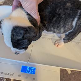 Boy 5 - White and black male American Bulldog puppy in La Porte, Indiana from Slayton's American Bulldogs