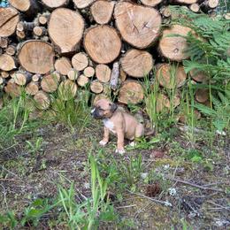 Girl 3 - Fawn female American Pit Bull Terrier puppy in Stanwood, Washington from Barajas Family Ranch