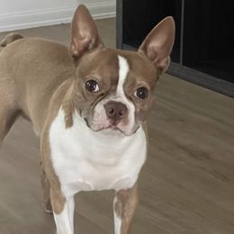 Boston Terriers from Porter Boston Pups