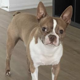 Boston Terriers from Porter Boston Pups