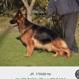 Huanita - German Shepherd
