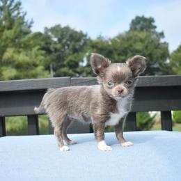 Nola - Chocolate blue female Chihuahua puppy in Bulls Gap, Tennessee from Smokey Mountain Chihuahuas