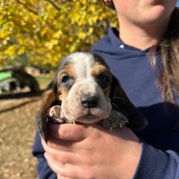 Female 1 - Black brown and white female Basset Hound puppy in Lindley, New York from Hill Top Basset Hounds & Cane Corso