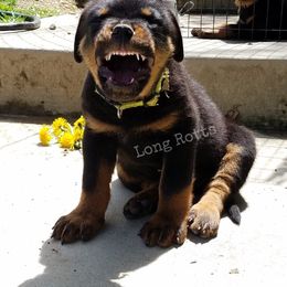 Chinese Crested and Rottweiler Puppies from Long Rotts & Long Haul Cresteds