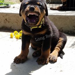 Chinese Crested and Rottweiler Puppies from Long Rotts & Long Haul Cresteds