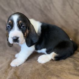 Mabel - Black brown and white female Basset Hound puppy in Yarnell, Arizona from Boulder Oak Bassets