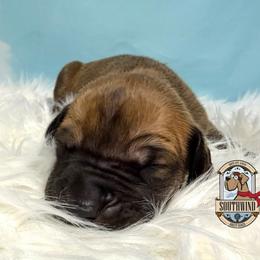 Pops - Fawn male Great Dane puppy in White City, Kansas from Southwind Great Danes