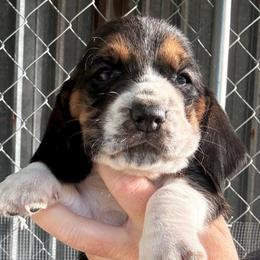 Girl 2 - Black brown and white female Basset Hound puppy in Kenansville, Florida from Fancy Hounds