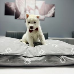 Maltese and Siberian Husky Puppies from Nyx’s Pack