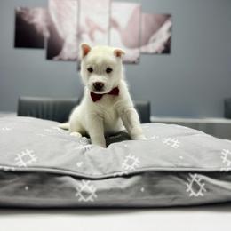 Maltese and Siberian Husky Puppies from Nyx’s Pack