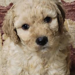 Goldendoodle Puppies from Bowman Puppies of the House Doodle