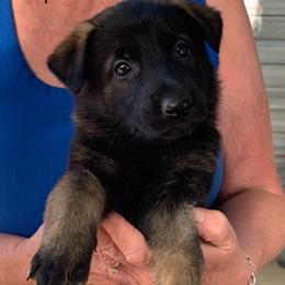 S litter - Sable female German Shepherd puppy in Effingham County, Illinois from Delaney Working Dogs