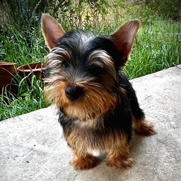 Roy (boy 1) - Black and tan male Yorkshire Terrier puppy in San Antonio, Texas from CISCOK9